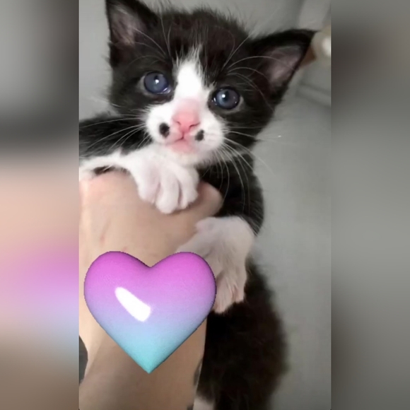 Chemo Treatments for My 3 year old cat, Lrrr - Picture 8 of 12